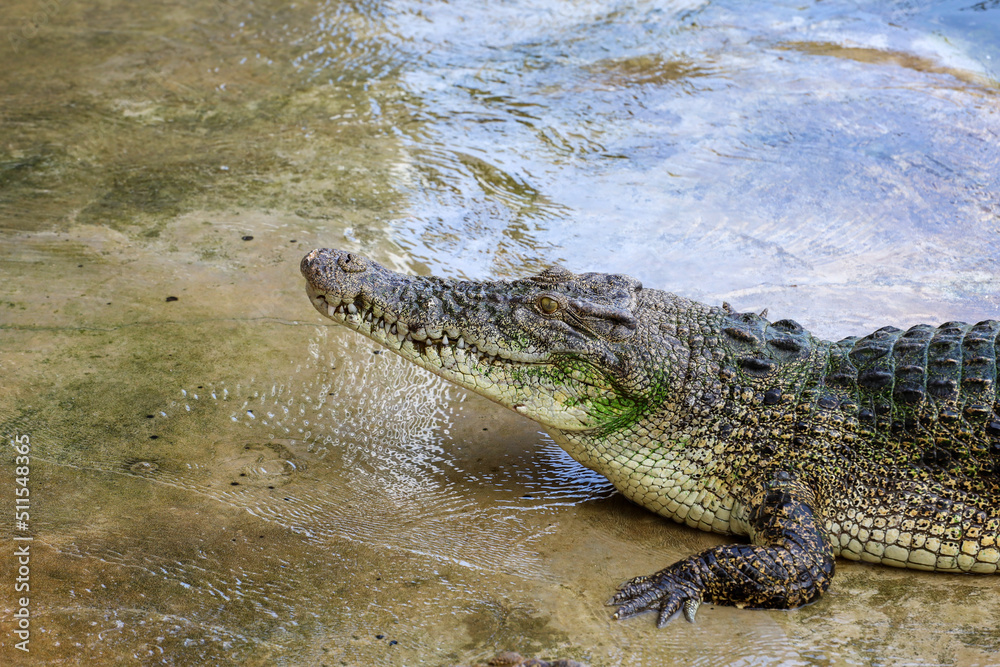 The salt crocodile is stay near the river