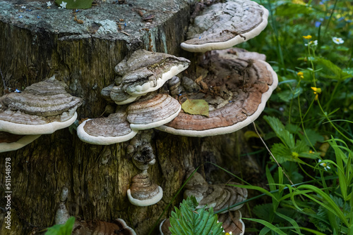 Polypores mushrooms or tree fungi on old stump, selective focus photo