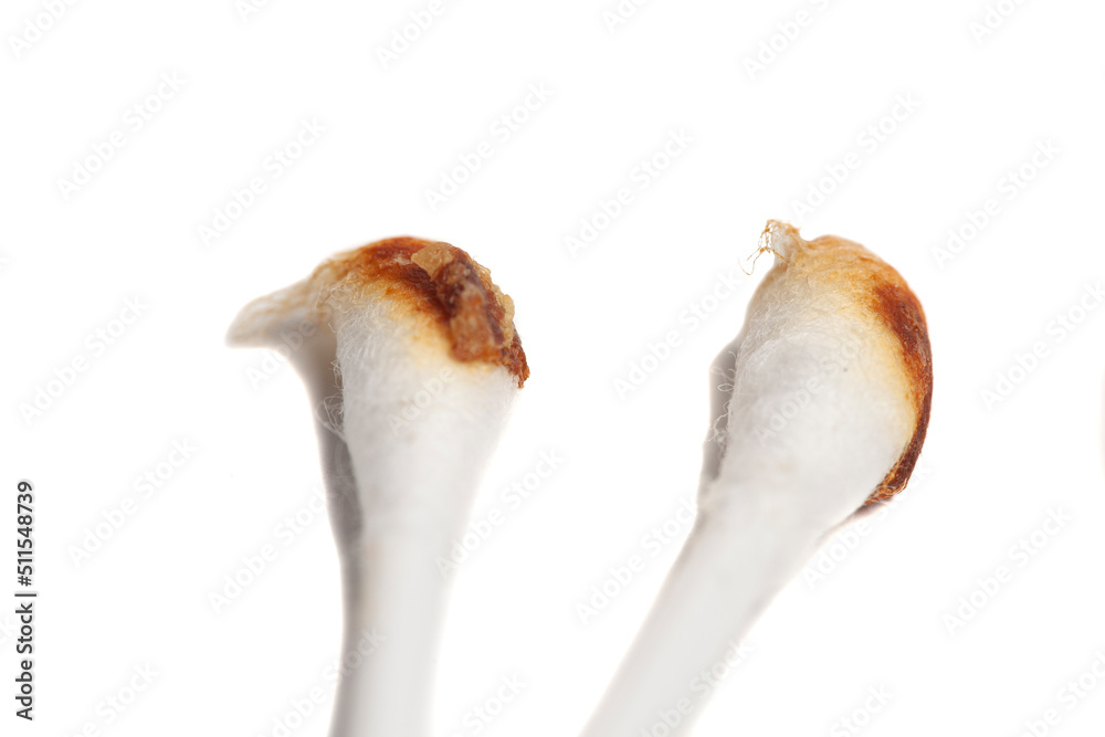 Fototapeta premium Ear wax on cotton swab isolated on white background