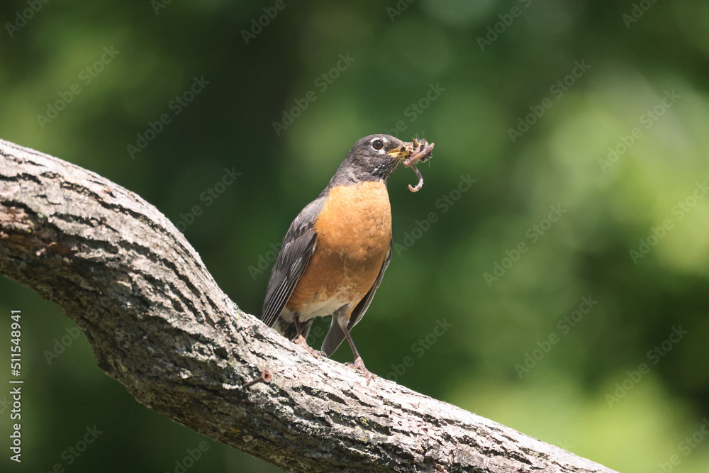 American Robins collecting food for chicks and taking food to nest for two remaining chicks. Two died from predation. Bright summer day American Robins collecting food for chicks and taking food to nest for two remaining chicks. Two died from predation. Bright summer day