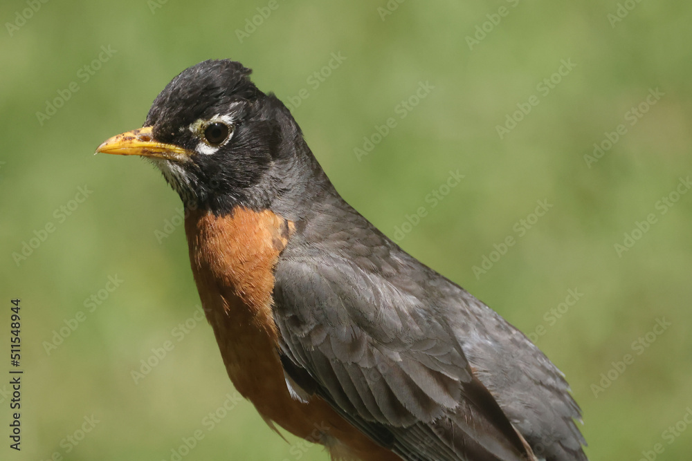 American Robins collecting food for chicks and taking food to nest for two remaining chicks. Two died from predation. Bright summer day American Robins collecting food for chicks and taking food to nest for two remaining chicks. Two died from predation. Bright summer day