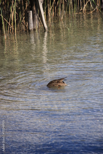 Ente beim Fressen © bestfoto95