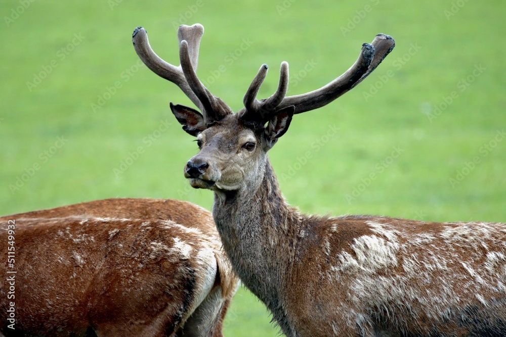 cerf cerf