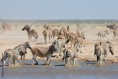 Plains zebras (Equus burchelli) at a waterhole, Etosha National Park, Namibia.