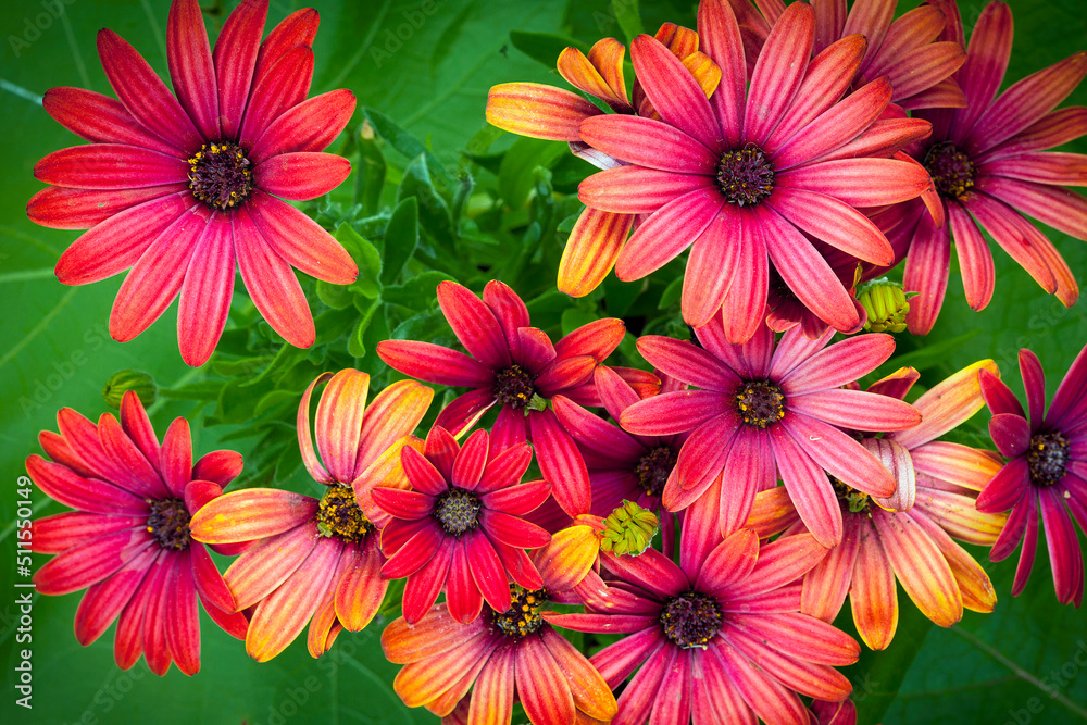 Bright colorful flowers top view close-up. Bright colorful flowers top view close-up.