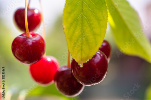 Detail of ripe red sour cherries on tree