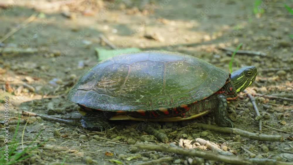 Painted turtle hiding in the shadow at the hot day. Most widespread native turtle of North America. Stouffville Conservation Area and Reservoir in Toronto, Ontario, Canada. Painted turtle hiding in the shadow at the hot day. Most widespread native turtle of North America. Stouffville Conservation Area and Reservoir in Toronto, Ontario, Canada.