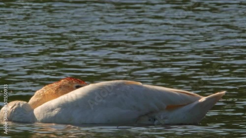 Lonely white swan floating and sleeping on the surface of a pond or lake at the Golden hour evening or sunset. Very hot day. Extreme close up view. photo