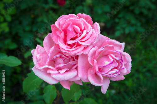  Pink rose close-up in the garden and dew drops.