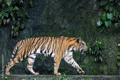 Close up Indochinese tiger is beautiful animal and dangerous in forest