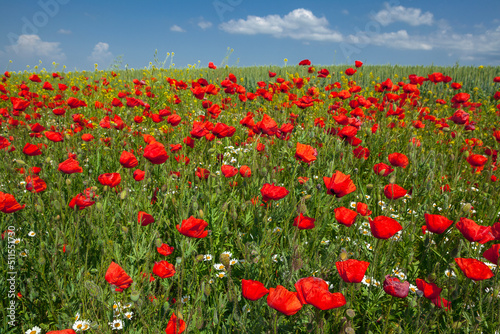 Red poppies on a wheat field in the Kuban.