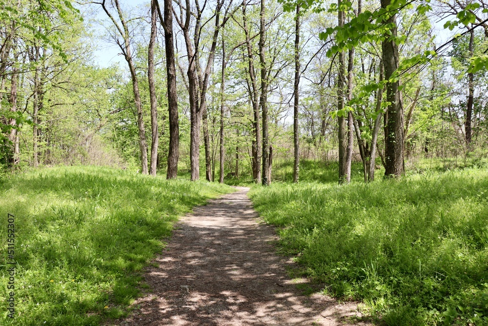 The empty hiking trail in the woods on a sunny day.