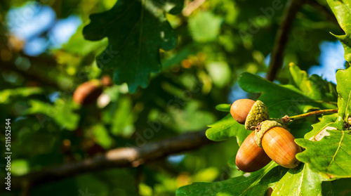 Orange acorn on an oak tree branch in a forest. Closeup oak fruit and leaves on a green background photo