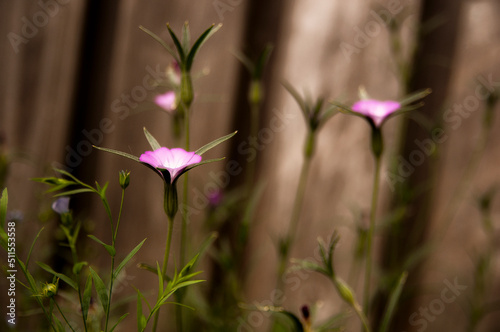 Flowers like small lights