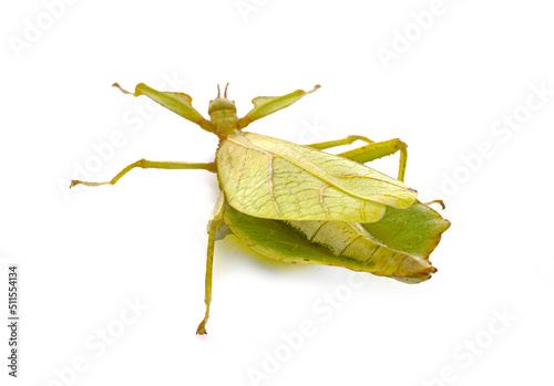  stick insect in studio photo