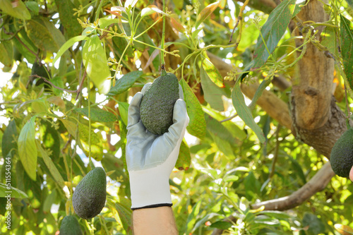 Picking with the hand with gloves a avocado hass fruit