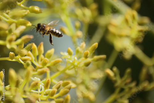 Bee in avocado flower in pollination photo