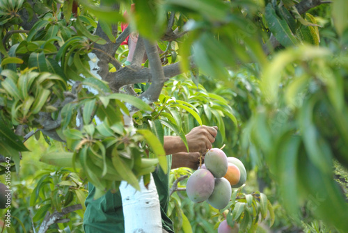 Fotografie Collecting mango fruit in the harvest of mango fruit