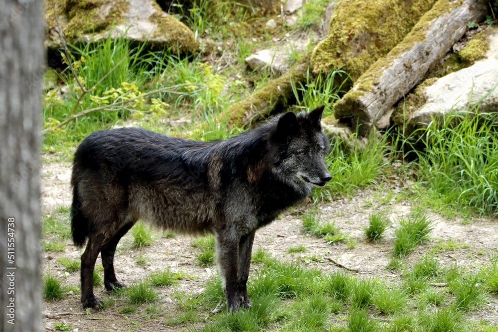loup loup