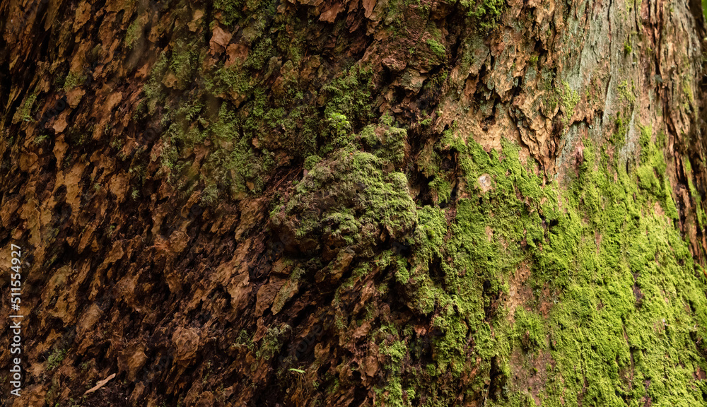 Tree Bark with moss. Close up background. British Columbia, Canada.