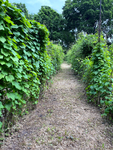 The path through green bushes  