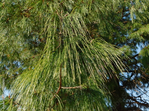 Pine Tree branch full of bright green pine needles against a blue sky