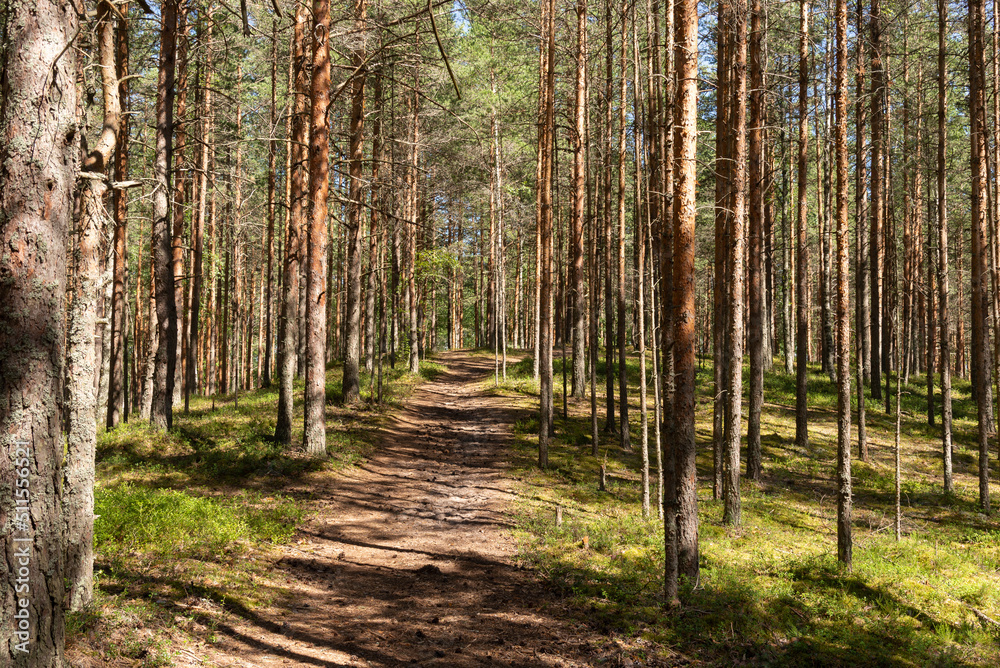 Obraz premium Path in a pine forest bathed in sunlight