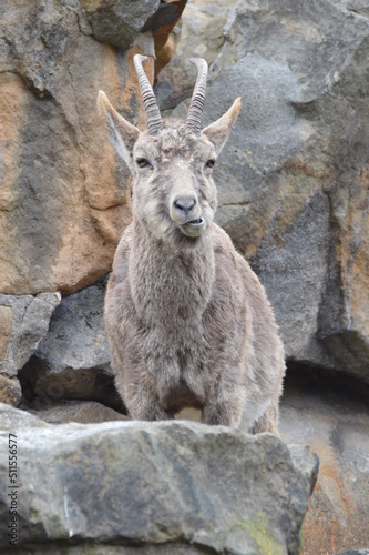 Animal zoo girafe elephant  © Hedvig