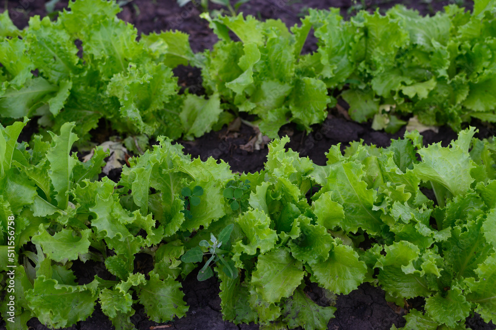 lettuce leaves in the garden close-up. organic salad. the concept of healthy eating lettuce leaves in the garden close-up. organic salad. the concept of healthy eating