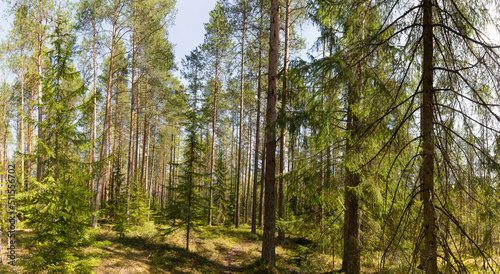 Panorama of a summer pine and spruce forest flooded with sun
