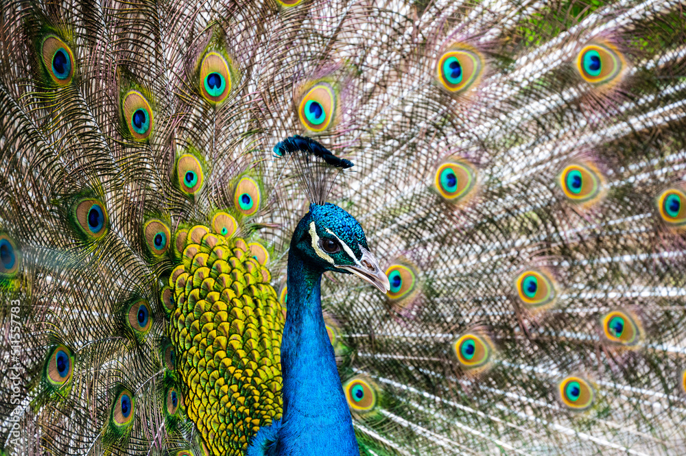 Obraz premium Pfau