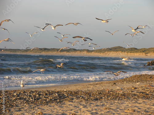 Meeresvögel am Strand im Abendlicht, Fischerhafen Vorupør, Wellen schlagen an den Strand, Jütland, Dänemark © Klaus Nowottnick