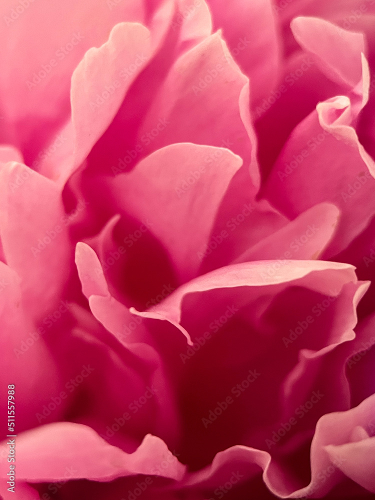 Macrophotography of the petals of the Medicinal Peony (Paeonia officinalis). Medicinal peony close-up Macrophotography of the petals of the Medicinal Peony (Paeonia officinalis). Medicinal peony close-up