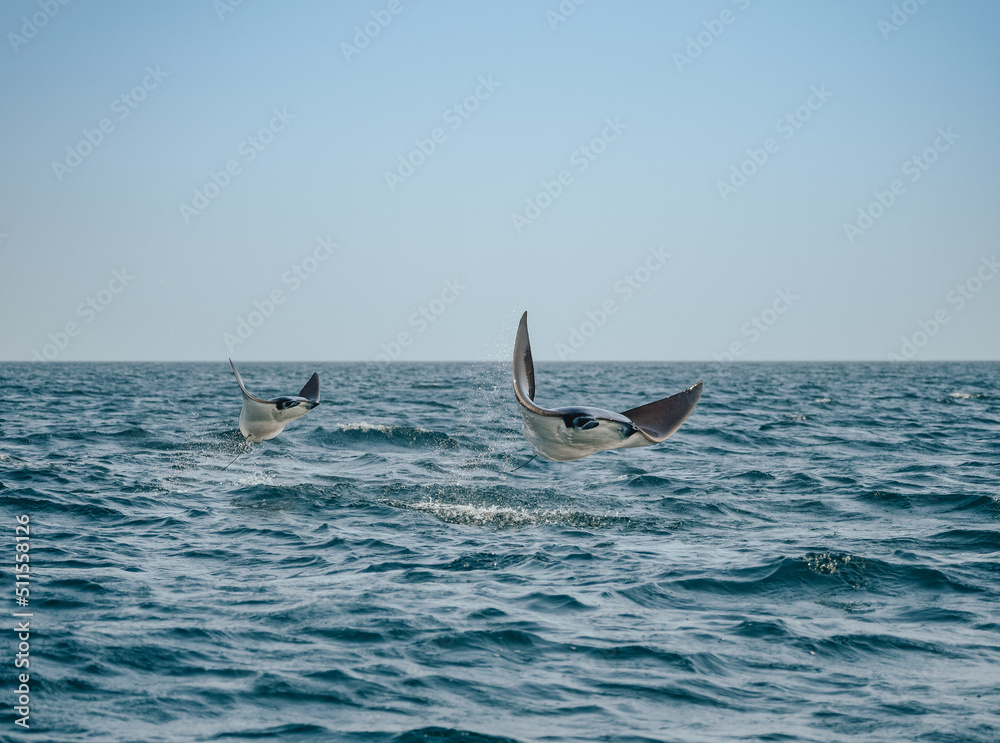 Fototapeta premium 2 Jumping Rays in Baja California, Mexico
