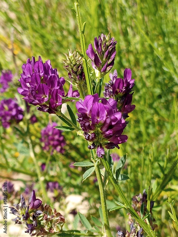 Obraz premium Mauves de plage