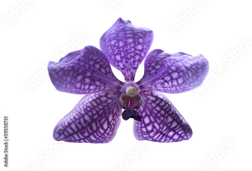 Isolated violet vanda orchid with clipping paths. © Sophon_Nawit
