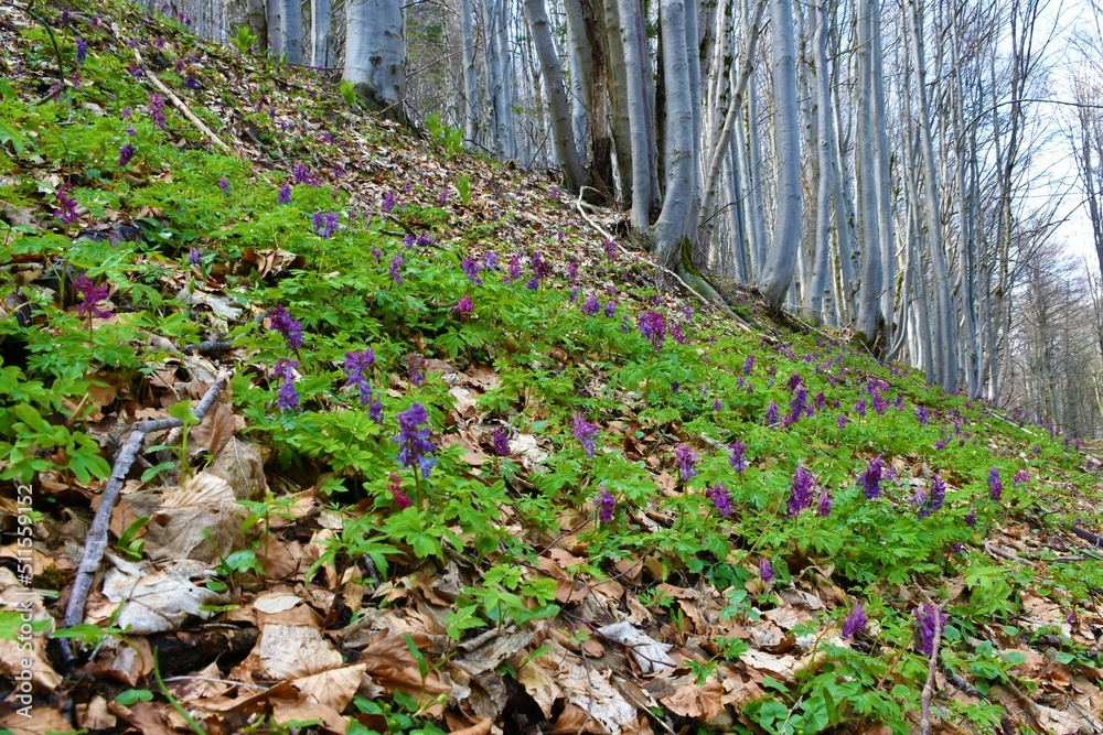 Fototapeta premium Forest in spring with purple fumewort (Corydalis solida) flowers in selective focus covering the ground