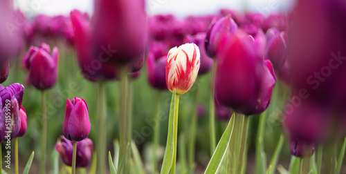 Tulip Flower Field. Close Up Nature Background. Spring Season.