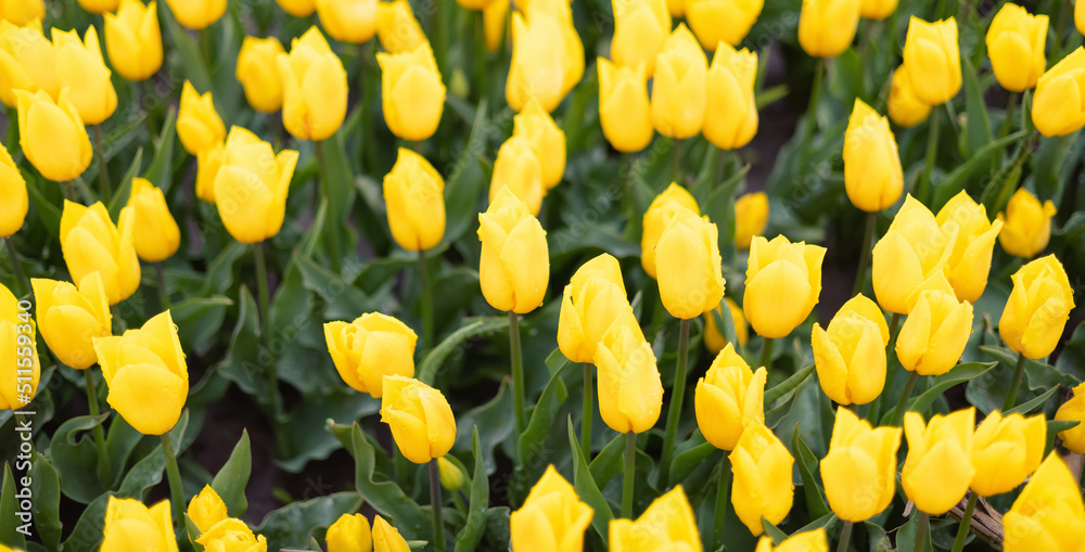 Tulip Flower Field. Close Up Nature Background. Spring Season. Tulip Flower Field. Close Up Nature Background. Spring Season.