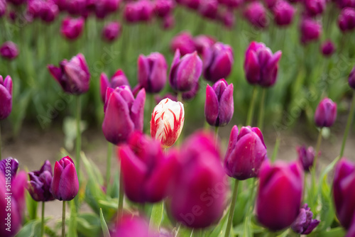 Tulip Flower Field. Close Up Nature Background. Spring Season.