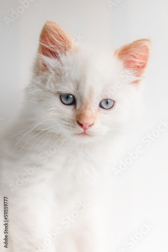White fluffy cat. Little kitten at home. Pets concept © OlgaOvcharenko