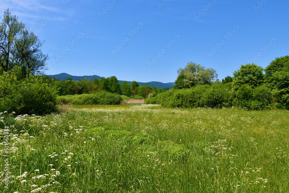 Grassland with bushes and trees in Lahinja nature park in Bela Krajina, Dolenjska, Slovenia Grassland with bushes and trees in Lahinja nature park in Bela Krajina, Dolenjska, Slovenia