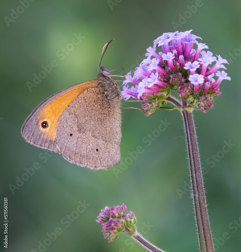 Photos Meadow brown butterfly (Maniola jurtina) on a verbena flower in summer