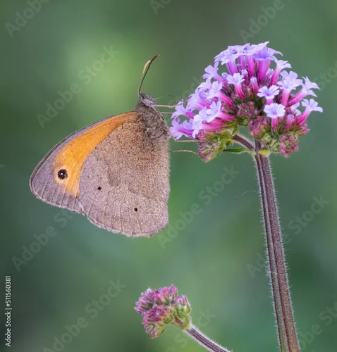 Obraz Meadow brown butterfly (Maniola jurtina) on a verbena flower in summer. 