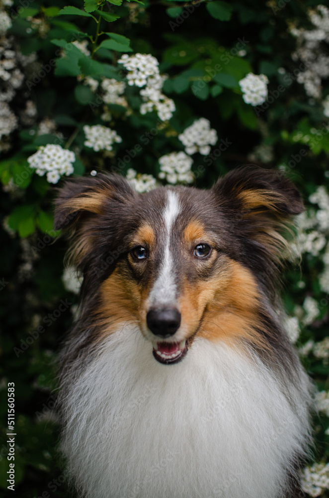 Cute brown tricolor dog sheltie in flowering bush. Puppy shetland shepherd in spring park in white flowers 