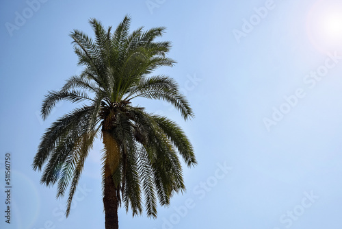 One palm tree against clear blue sky on hot sunny day. Copy space. Selective focus.