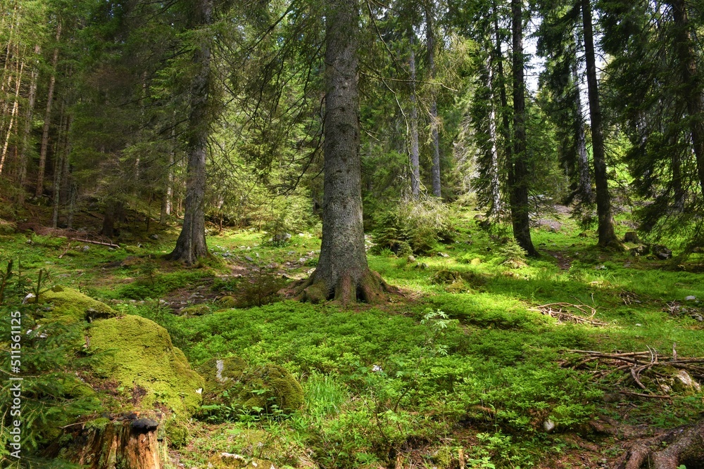 Coniferous spruce (Picea abies) forest at Pokljuka in Triglav national park, Slovenia Coniferous spruce (Picea abies) forest at Pokljuka in Triglav national park, Slovenia