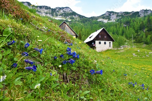 Mountain shelter at Lipanca above Pokljuka in Julian alps and Triglav national park, Slovenia and Clusius' gentian (Gentiana clusii) blue flowers photo