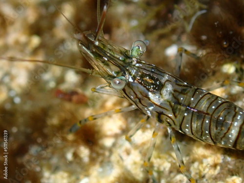 Rockpool shrimp (Palaemon elegans) underwater dive photo close-up in Gran Canaria, Spain