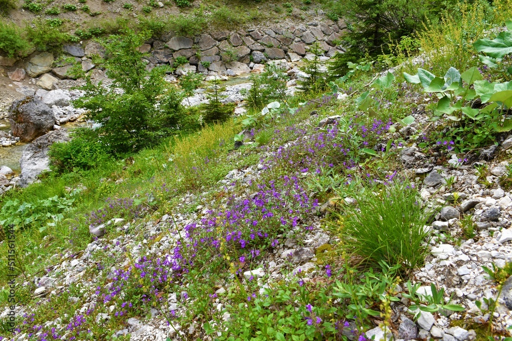 Obraz premium Purple blooming rock thyme (Acinos alpinus) flowers above a creek in valle Riofreddo in Comune di Tarvisio in Italy